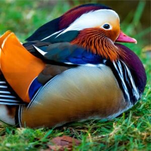 Pato salvaje macho