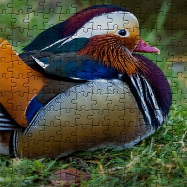 Pato salvaje macho - Imagen 2